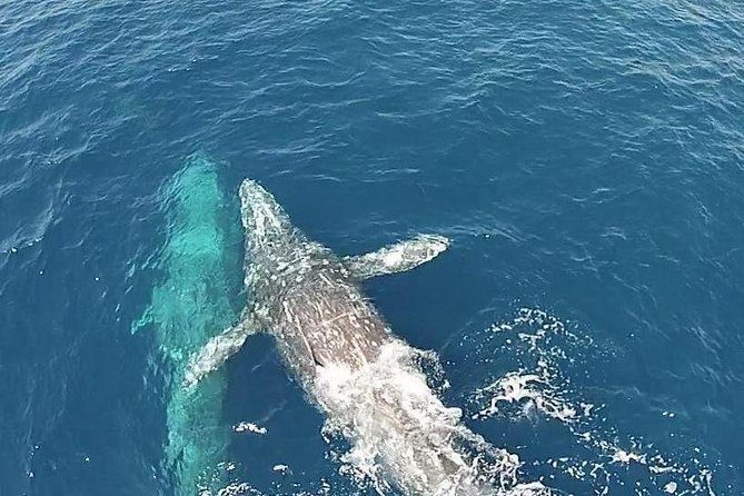 Whale Watching Excursion in Dana Point - The Ride Out: Deck Scanning, Seabirds, and the Quiet Build to Offshore Chances