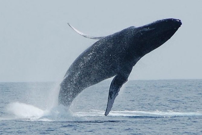 Whale Watching On The Big Island - Kona Humpbacks: why this season matters