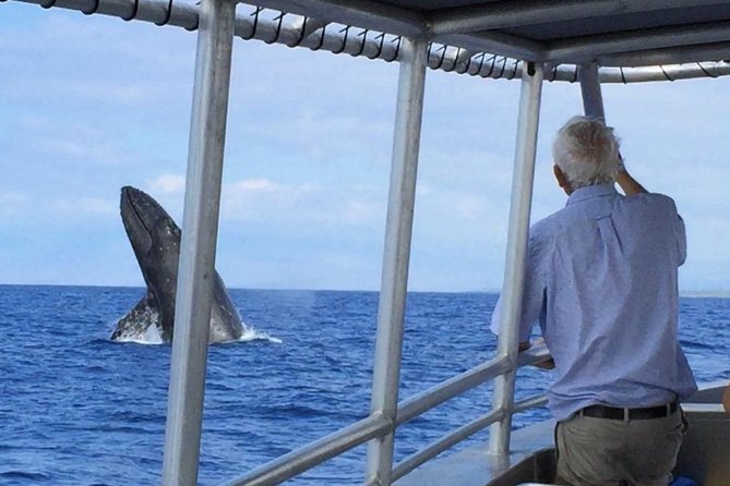 Whale Watching On The Big Island - Honokohau Marina stop: where the search actually begins