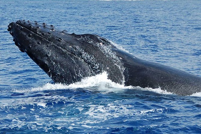 Whale Watching On The Big Island - How to plan your day around the 2.5-hour ride