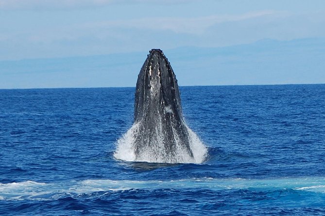 Whale Watching On The Big Island - Listening to whale songs with hydrophones