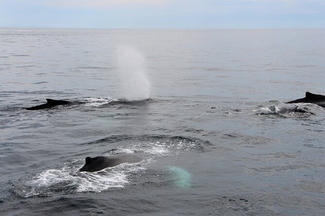 Whale Watching Tour in Gloucester - Entering The Hurricane II: Gloucester boarding at 415 Main St
