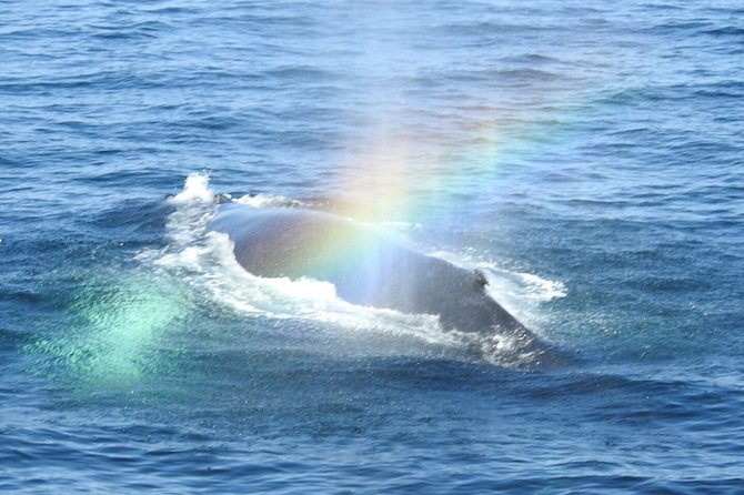 Whale Watching Tour in Gloucester - Deck comfort and viewing space on a 115-foot vessel