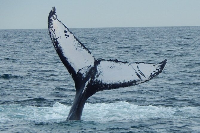 Whale Watching Tour in Gloucester - Food, drinks, and the galley: what is included and what costs extra
