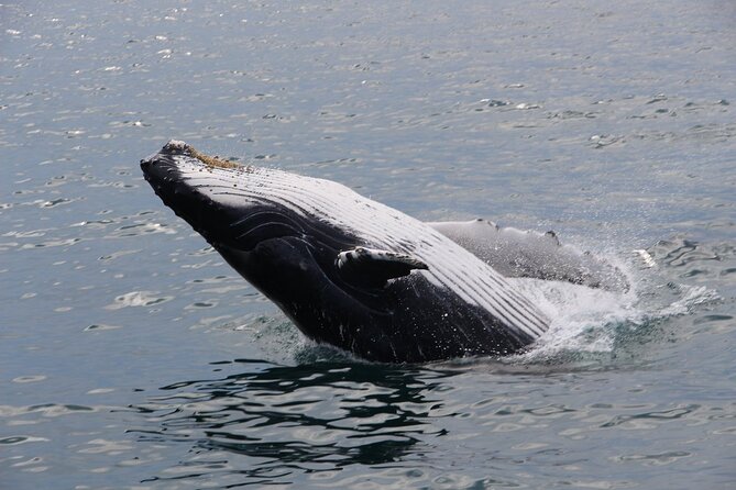 Whale Watching Tour in Gloucester - Seasickness reality check: what fall weather can do