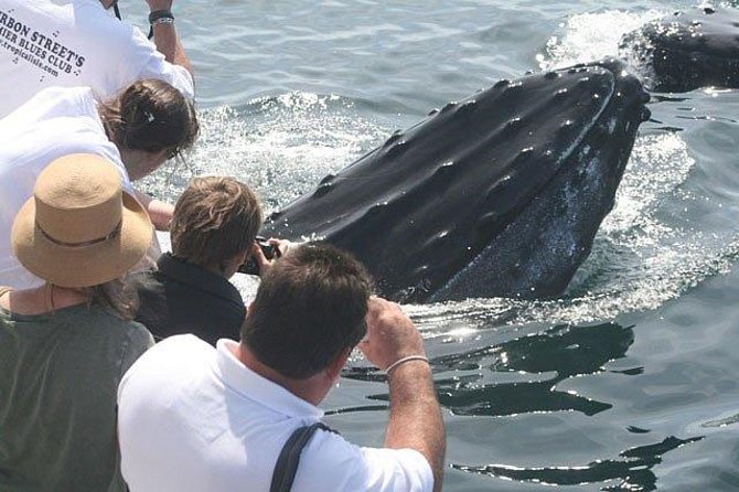 Whale Watching Tour in Gloucester - Stellwagen Bank travel time: why speed matters for whale watching
