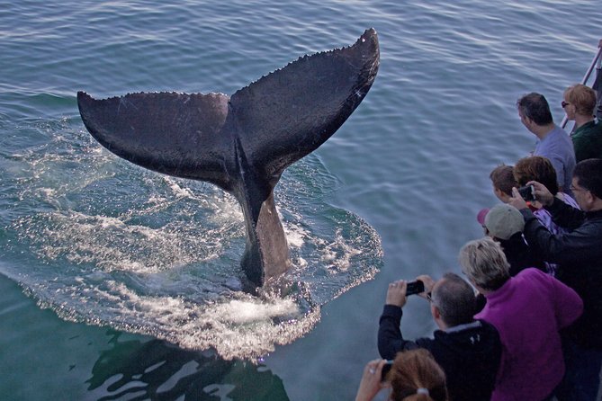 Whale Watching Trips to Stellwagen Bank Marine Sanctuary. Guaranteed sightings! - Key Things That Make This Whale Watch Worth It