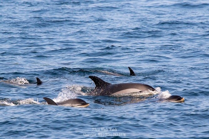 Whale Watching Trips to Stellwagen Bank Marine Sanctuary. Guaranteed sightings! - Whale Watching From Gloucester: The Real Pull