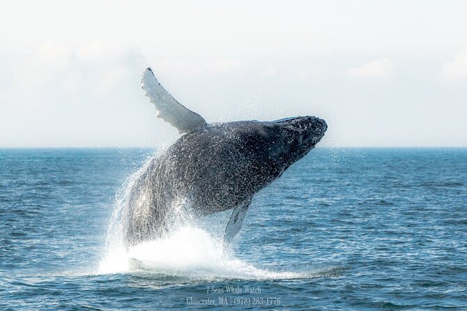 Whale Watching Trips to Stellwagen Bank Marine Sanctuary. Guaranteed sightings! - The Main Stretch Out on the Open Water (About 3.5 to 4 Hours)