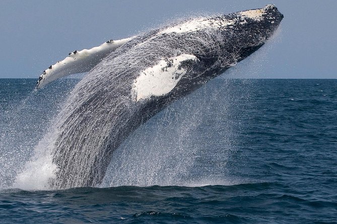 Whale Watching Trips to Stellwagen Bank Marine Sanctuary. Guaranteed sightings! - Seeing Humpbacks, Spouts, Tail Slaps, and Dolphins