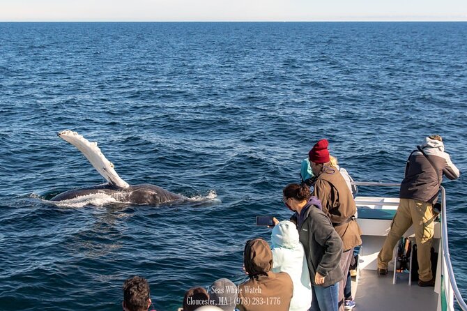 Whale Watching Trips to Stellwagen Bank Marine Sanctuary. Guaranteed sightings! - Price and Value for a 4-Hour Whale Watch