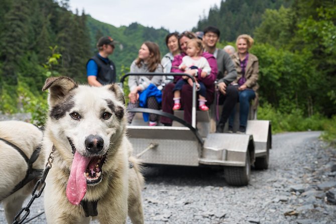 Wilderness Dog Sled Ride and Tour in Seward - Key highlights worth planning around