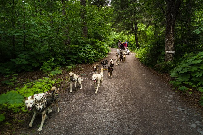 Wilderness Dog Sled Ride and Tour in Seward - How the tour runs in real life (not just on a poster)