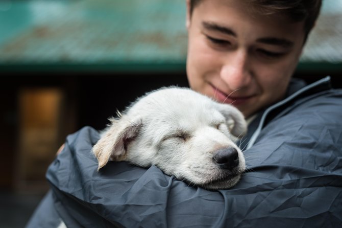 Wilderness Dog Sled Ride and Tour in Seward - Meeting the dogs: mushing basics, team personality, and harness prep