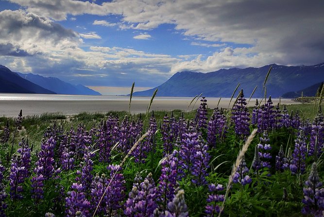 Wilderness, Wildlife, Glacier Experience from Anchorage - Key Highlights You Will Actually Feel