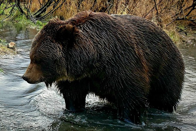Wilderness, Wildlife, Glacier Experience from Anchorage - Stop 1: Alaska Wildlife Conservation Center (Bears, Wolves, Bison, and Photo Coaching)