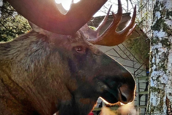 Wilderness, Wildlife, Glacier Experience from Anchorage - Stop 5: Chugach State Park Bird Point and Eagle Views