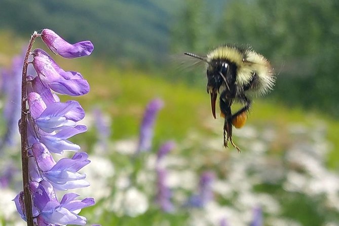 Wilderness, Wildlife, Glacier Experience from Anchorage - “Gold Rush and Marsh Wildlife” Driving Moments in Anchorage Area