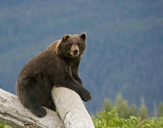 Wildlife and Glaciers with a walk in the Rainforest - Key highlights to know before you go