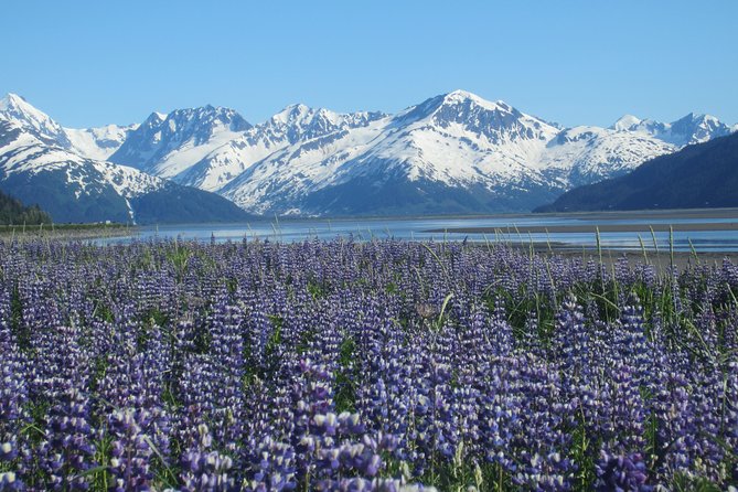 Wildlife and Glaciers with a walk in the Rainforest - Turnagain Arm From Anchorage: Why This Drive Is the Real Start
