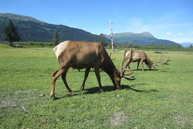 Wildlife and Glaciers with a walk in the Rainforest - The Walk Through the Rainforest: Short, Easy, and Scenic at Potter Marsh