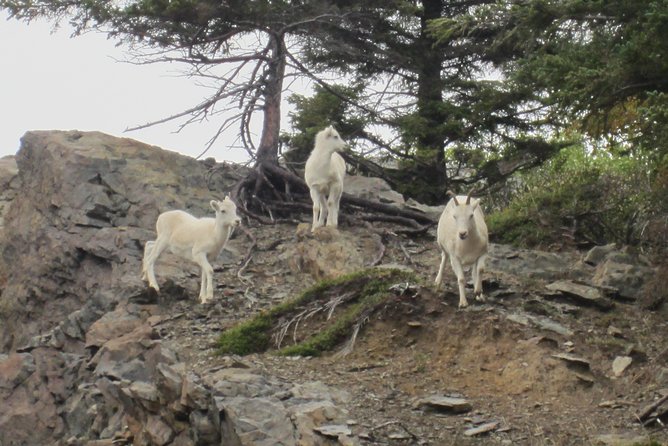 Wildlife and Glaciers with a walk in the Rainforest - Who This Tour Fits Best