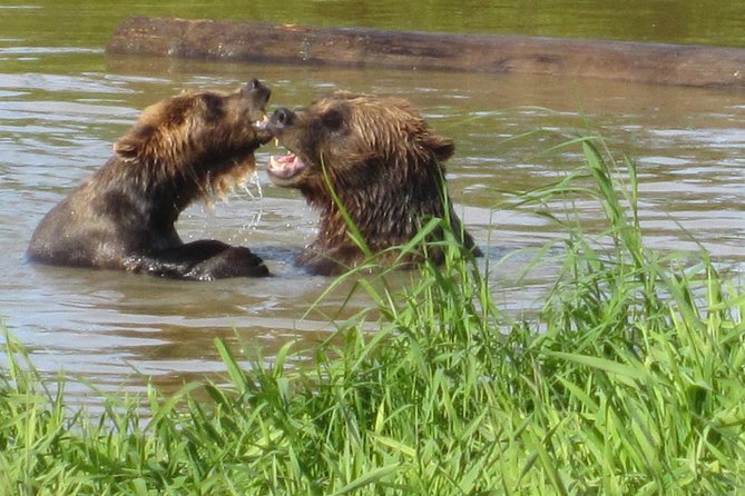 Wildlife and Glaciers with a walk in the Rainforest - Alaska Wildlife Conservation Center: A Sanctuary Stop That’s Worth the Money