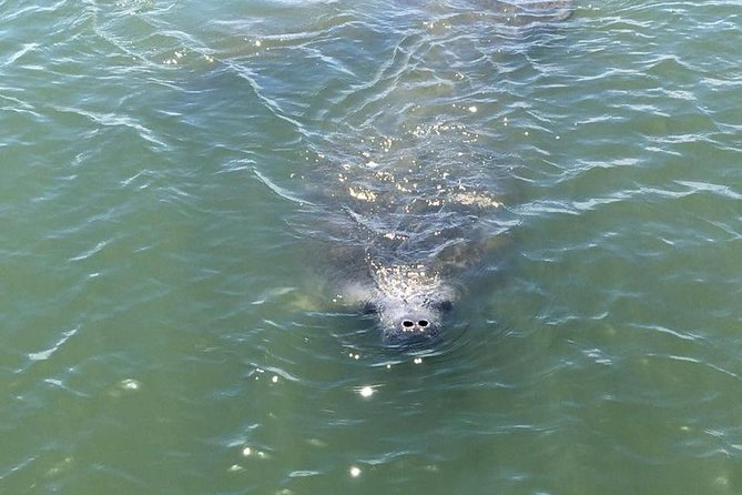 Wildlife Tour of Indian River Lagoon with Experienced Captain - Turtle Mound and Canaveral National Seashore, more than a background story