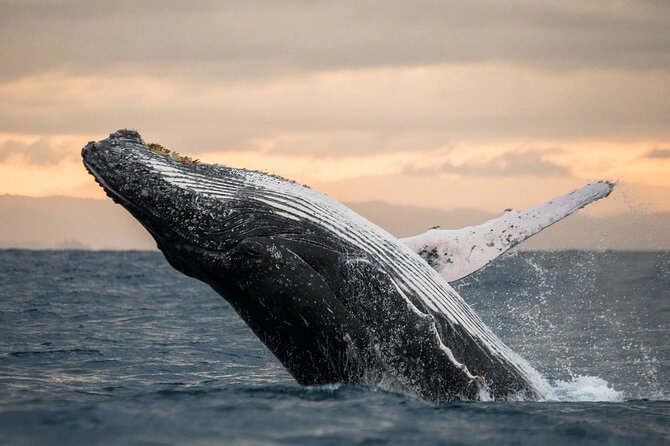 Winter Whale Watching Adventure in Kauai - Key things to know before you go