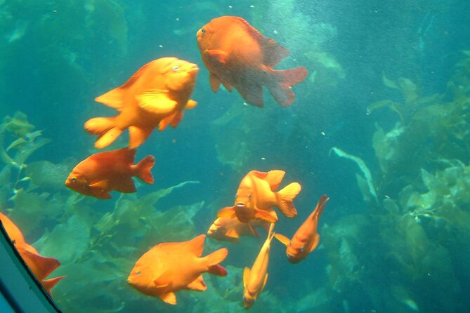 Yellow Semi-Submarine Tour of Catalina Island From Avalon - Undersea Gardens: What You See Besides Fish