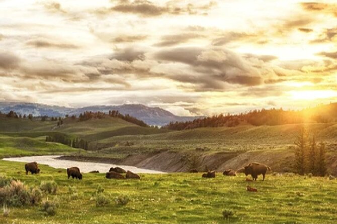 Yellowstone and Grand Teton 4 Day 3 Night Wildlife Adventure - Guides and wildlife spotting: what makes this tour feel worth it
