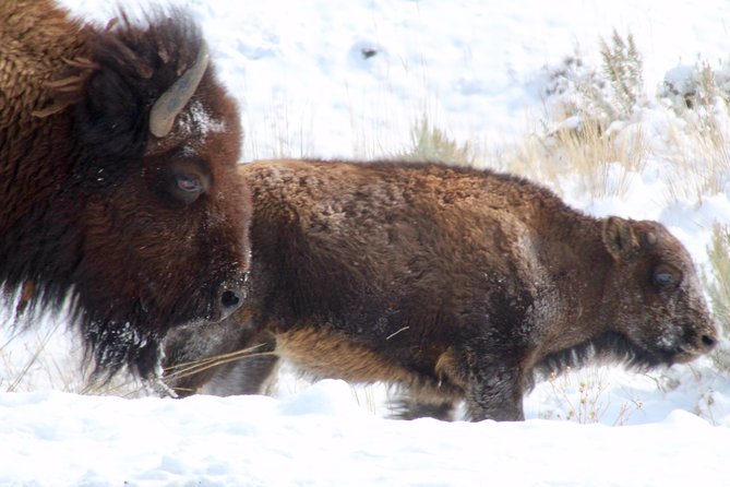 Yellowstone Lower Loop Full-Day Tour - Midway Geyser Basin: Thermal Detail Without the Stress