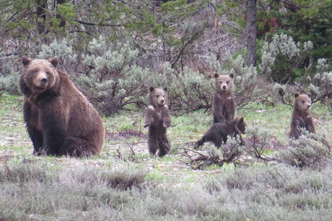 Yellowstone National Park - Full-Day Lower Loop Tour from Jackson - Key things about this Yellowstone Lower Loop tour