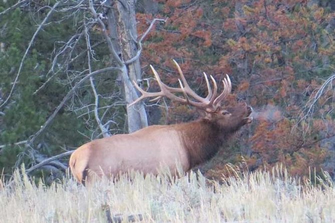 Yellowstone National Park - Full-Day Lower Loop Tour from Jackson - Price and value: what you are really paying for at $375