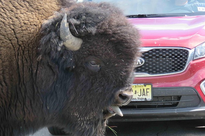 Yellowstone National Park - Full-Day Lower Loop Tour from Jackson - Old Faithful stop: timing, photos, and short focus (45 minutes)