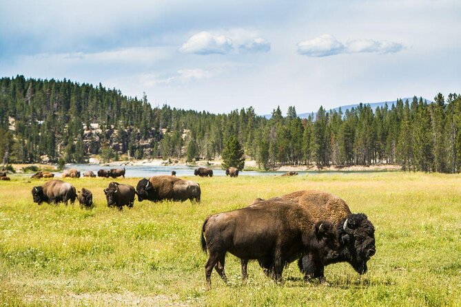 Yellowstone National Park Tour from Jackson Hole - Key things I think you should know first