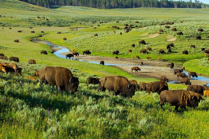 Yellowstone National Park Tour from Jackson Hole - Old Faithful in a day: the best use of your included time