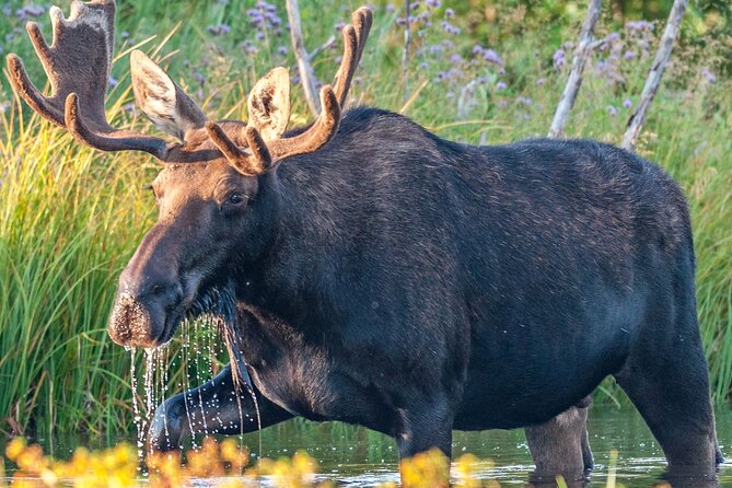 Yellowstone National Park Tour from Jackson Hole - Price and value: $379.50 plus what to budget for