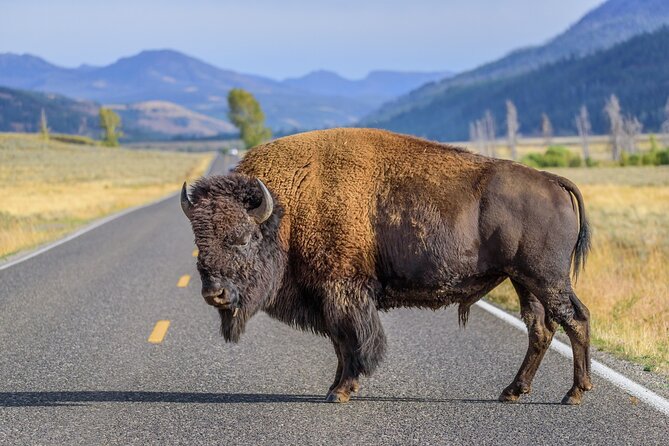 Yellowstone National Park Tour from Jackson Hole - Wildlife luck, weather, and how to get the shots