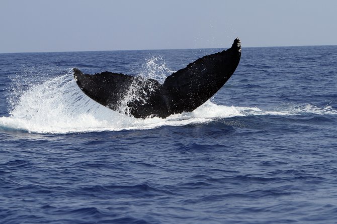 Zodiac Raft Whale Watching Adventure - Entering The Zodiac World Off Kailua-Kona