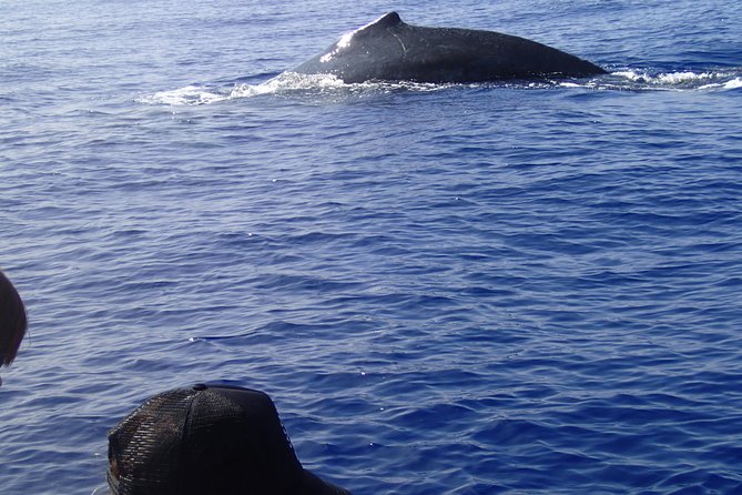 Zodiac Raft Whale Watching Adventure - Winter Humpbacks, Plus the Wildlife That Tags Along