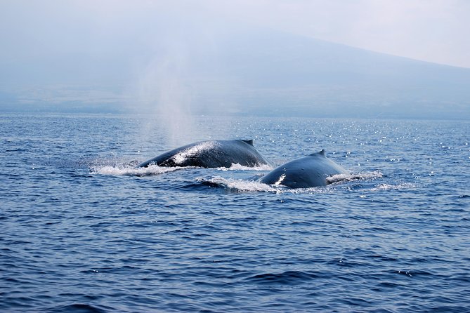 Zodiac Raft Whale Watching Adventure - The Kona Coast Scenery: Caves, Lava Tubes, and the Real Geography