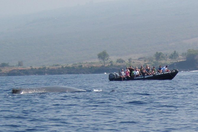 Zodiac Raft Whale Watching Adventure - Why This Tour’s Price Feels Fair